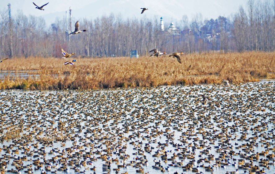 Hokersar Wildlife Sanctuary, Srinagar, Jammu and Kashmir - Vushii.com Hokersar Wildlife Sanctuary, Srinagar, Jammu and Kashmir - Vushii.com